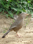 Yellow-billed-Babbler.JPG (115 KB)